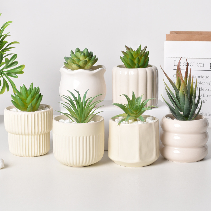 กระถางต้นไม้เซรามิกแบบรดน้ำเอง - Echeveria Succulent บทวิจารณ์และราคา